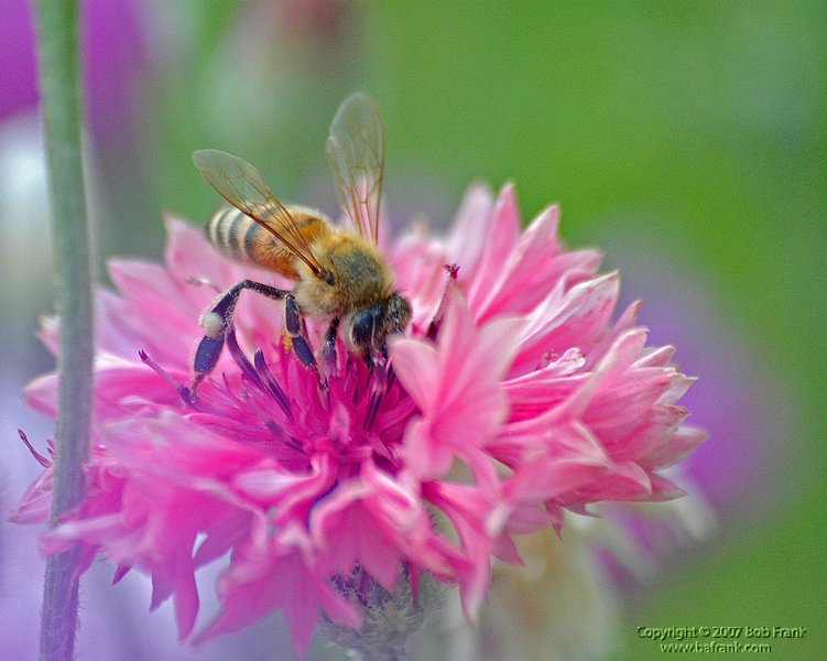 5-8bee on pink.jpg