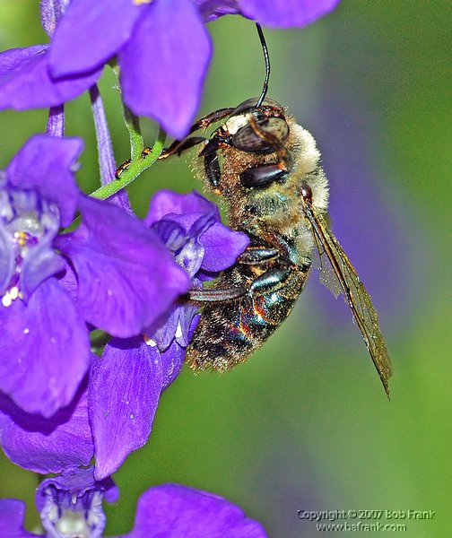 6-4-04_bee.jpg