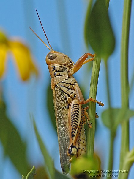DSC_0648_rev.jpg