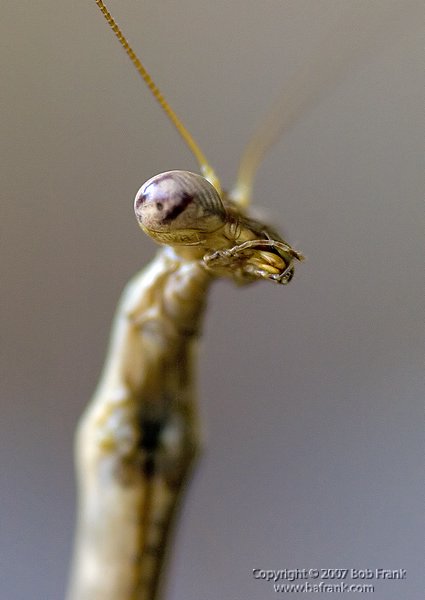 Mantis4.jpg
