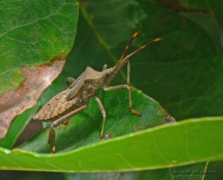 Stink_Bug1.jpg