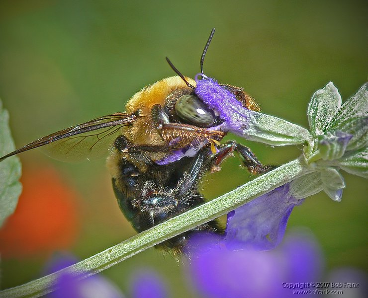 bee.jpg
