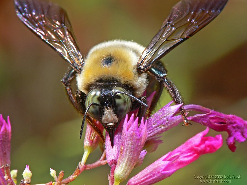bee1.jpg