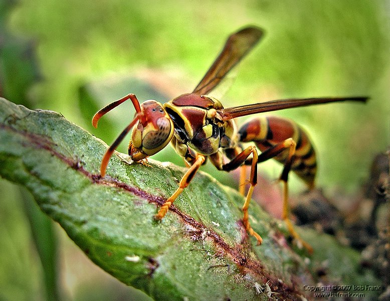 hornet_rev.jpg