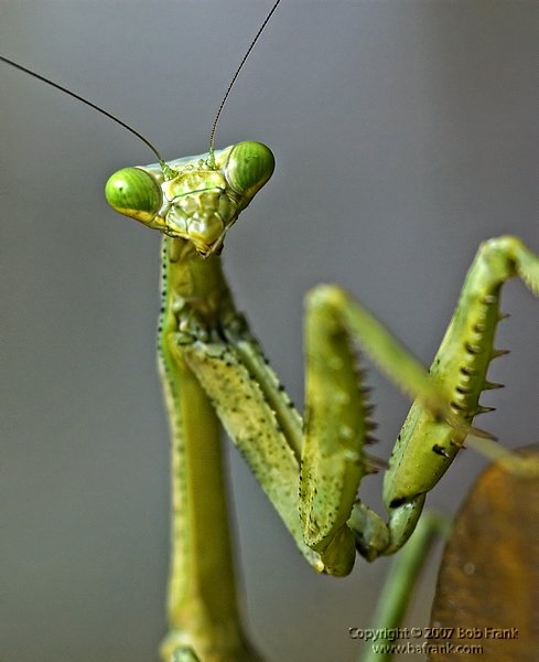 mantis1.jpg