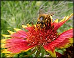 01bee in flower2.jpg