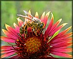 03bee on flower.jpg