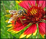 04bee.jpg