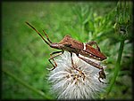 4-26stink_bug_rev.jpg