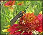 5-14butterfly_red.jpg