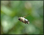 5-15bee flying rev3.jpg