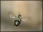 5-15bee flying2.jpg