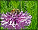 5-2bee on purple.jpg