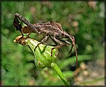 5-5stink_bug2.jpg