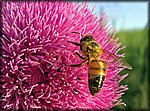 5-6bee on pink.jpg