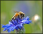 5-8bee on blue.jpg