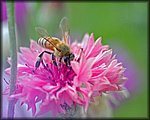 5-8bee on pink.jpg