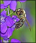 6-4-04_bee.jpg