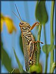 DSC_0648_rev.jpg