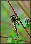 DSC_0725.jpg