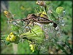 IMGP2510_rev.jpg