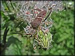 IMGP2525_rev.jpg