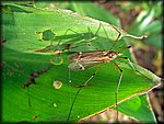 IMGP2572_rev.jpg