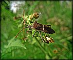 IMGP2757_rev.jpg