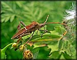 IMGP2766_rev.jpg