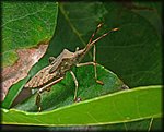 Stink_Bug1.jpg