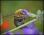 bee.jpg