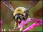 bee1.jpg