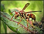 hornet_rev.jpg