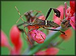 stink bug on pink.jpg