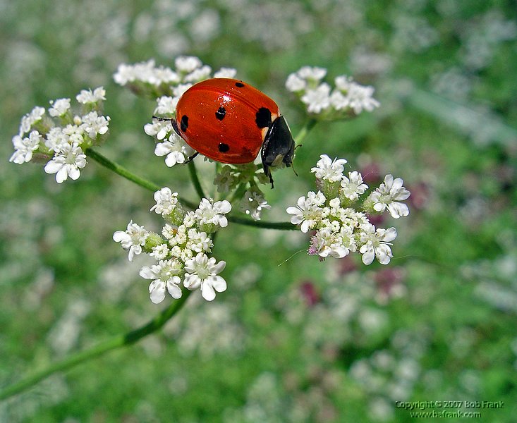 4-26Lady_bug.jpg