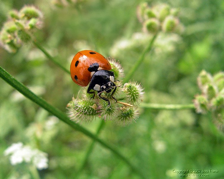 5-14lady bug01.jpg