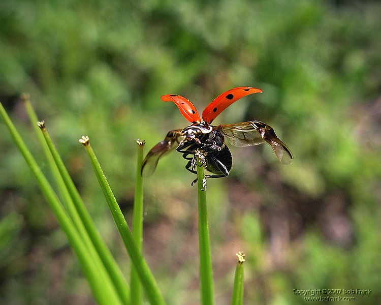 Lady_Bug_Take_off.jpg