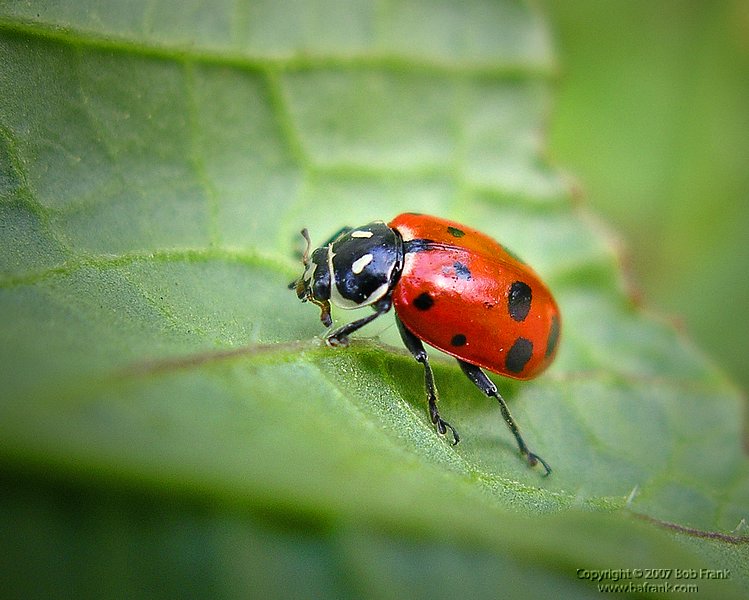 ladybug_rev2.jpg