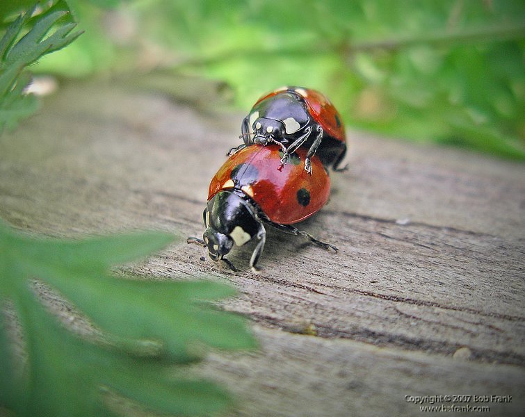 love bugs rev.jpg