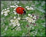 4-26Lady_bug.jpg