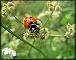 5-14lady bug01.jpg