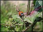 IMGP2342_rev.jpg