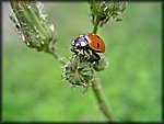 IMGP2366_rev.jpg
