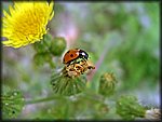 IMGP2374_rev.jpg