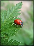 IMGP2388_rev.jpg