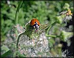 IMGP2470_rev.jpg