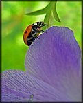 IMGP2565_rev.jpg