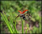 Lady_Bug_Take_off.jpg