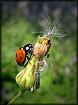 ladybug climbing.jpg