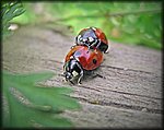 love bugs rev.jpg